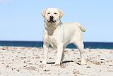 LABRADOR 565